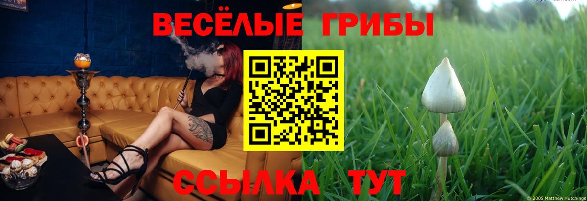 Галлюциногенные грибы Psilocybe Магнитогорск